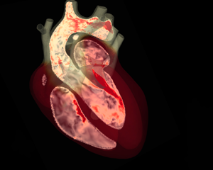 Seminar announcement: Nonlinear dynamics of the heart (November, 8th at 12hrs)